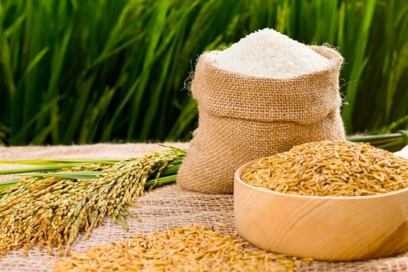 Thóc, ngô là thức ăn chính, cần lượng lớn của gà