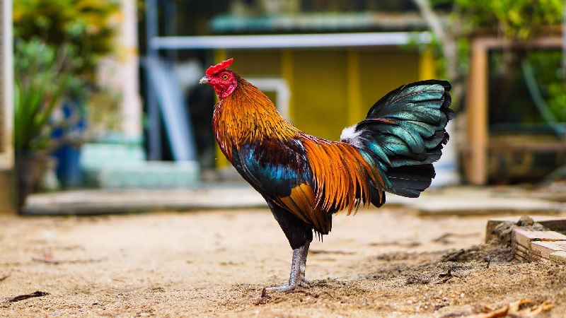 Gà tre có đặc điểm gì?