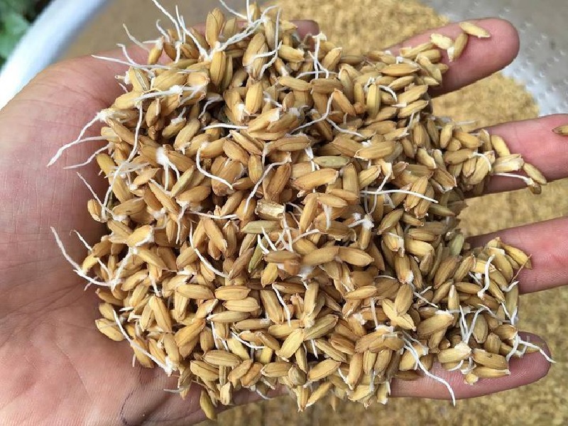 Cho gà ăn đầy đủ dinh dưỡng