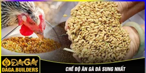 Chế độ ăn gà đá sung