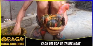 Om bóp gà đá trước ngày
