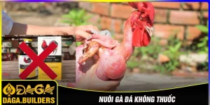 Nuôi gà đá không thuốc