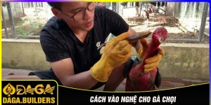 vào nghệ gà đá đúng